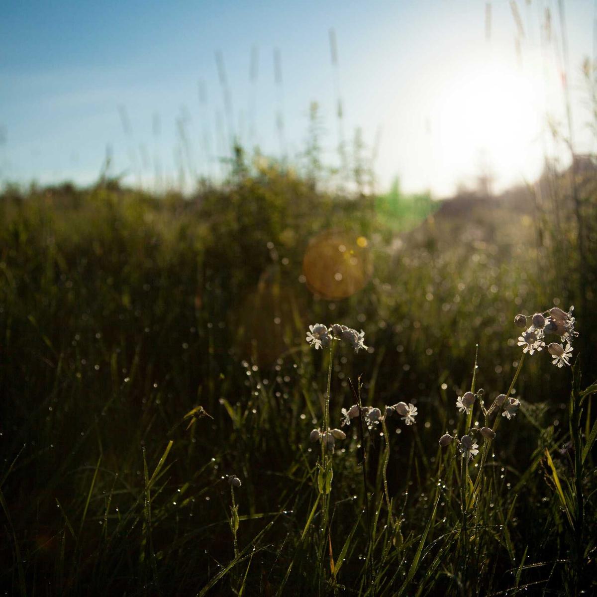 Flannel Heavyweight Polo, view 2