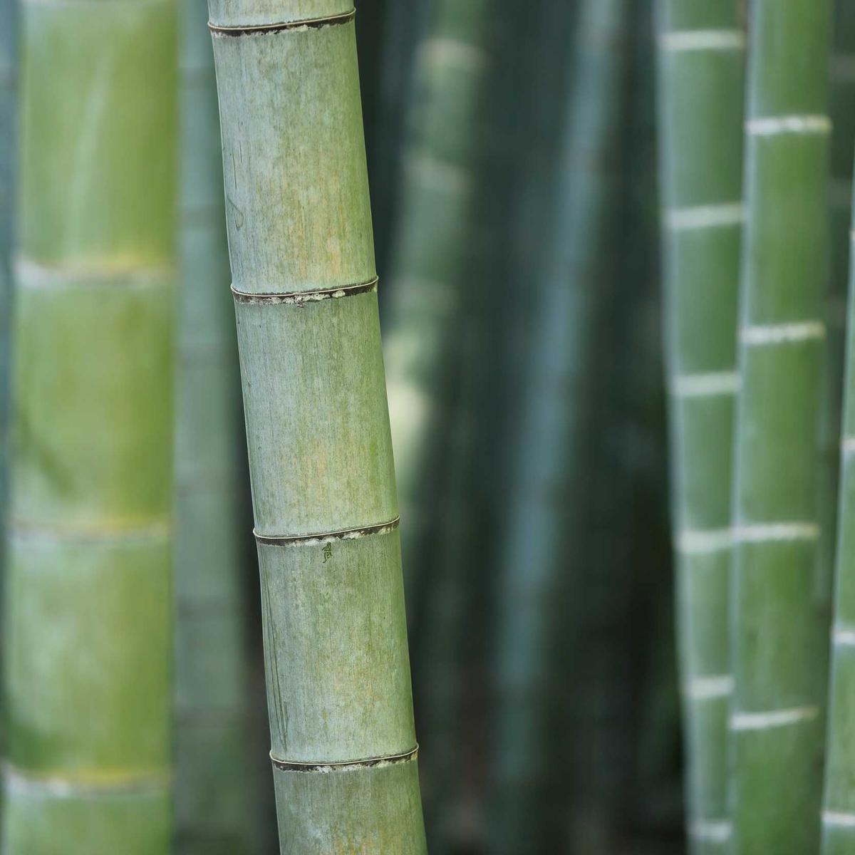 Full-Grain Leather Expandable Backpack, view 2